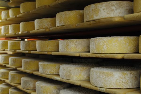 Cheese making-course and farm tour