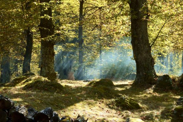 Führung durch den Kastanienwald