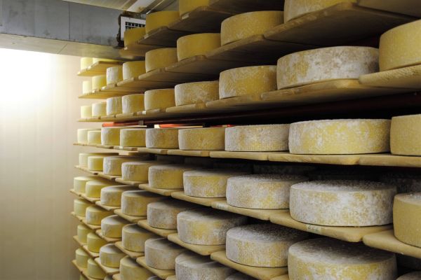 Käseherstellungskurs und Hofführung