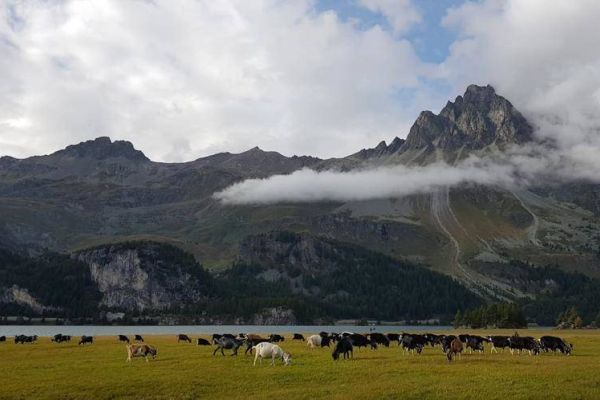 Ziegenhofführung mit Degustation